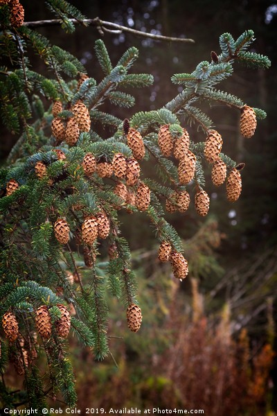 Ettrick Valley Woodland Pine Cones Picture Board by Rob Cole