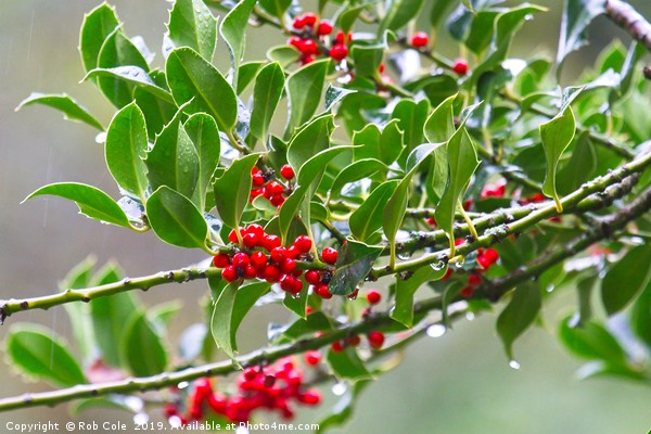 Bright Red Holly Berries Picture Board by Rob Cole