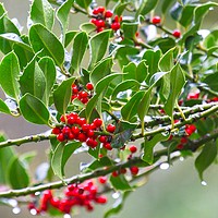 Buy canvas prints of Bright Red Holly Berries by Rob Cole