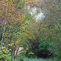 Buy canvas prints of Autumnal Leaf Colours in Woodland Trees by Rob Cole