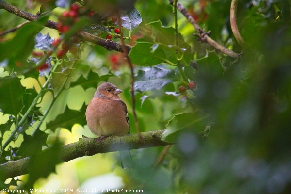 Chaffinch (Fringilla coelebs) Picture Board by Rob Cole