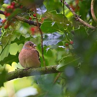 Buy canvas prints of Chaffinch (Fringilla coelebs) by Rob Cole