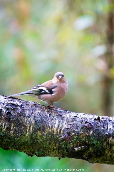Female Chaffinch (Fringilla coelebs) in Woodland Picture Board by Rob Cole