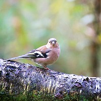 Buy canvas prints of Female Chaffinch (Fringilla coelebs) in Woodland by Rob Cole