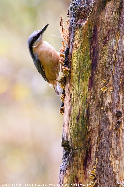 Nuthatch Bird (Sitta europaea) Picture Board by Rob Cole