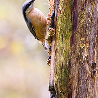 Buy canvas prints of Nuthatch Bird (Sitta europaea) by Rob Cole
