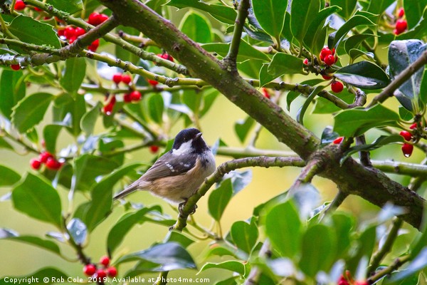 Coal Tit (Periparus ater) In A Holly Tree Picture Board by Rob Cole