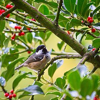 Buy canvas prints of Coal Tit (Periparus ater) In A Holly Tree by Rob Cole
