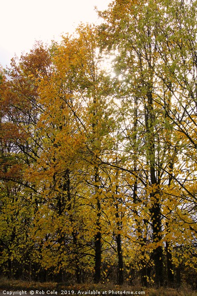 Autumn Trees Picture Board by Rob Cole