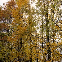 Buy canvas prints of Autumn Trees by Rob Cole