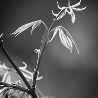 Buy canvas prints of Acer Leaves In Spring by Rob Cole