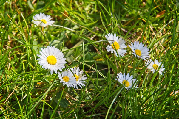 Daisies In Green Grass Picture Board by Rob Cole