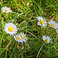 Buy canvas prints of Daisies In Green Grass by Rob Cole