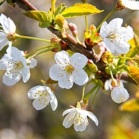 Buy canvas prints of Beautiful Spring Blossom by Rob Cole