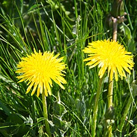 Buy canvas prints of Bright Yellow Dandelion Heads by Rob Cole