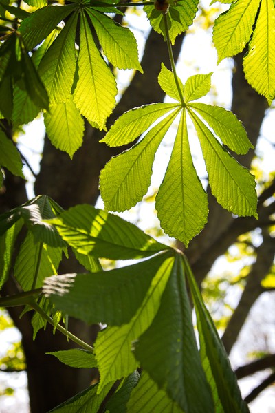 Horse-chestnut Leaves in Spring Picture Board by Rob Cole