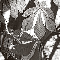 Buy canvas prints of Horse-chestnut Leaves in Spring by Rob Cole