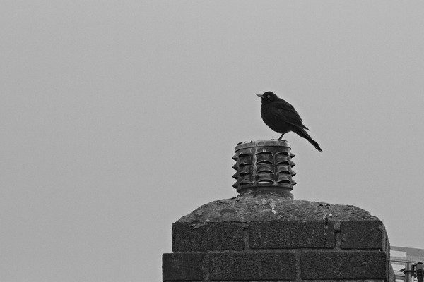 Solitary Sentinel A Lone Blackbird on a Chimney Picture Board by Rob Cole