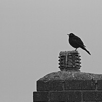 Buy canvas prints of Solitary Sentinel A Lone Blackbird on a Chimney by Rob Cole