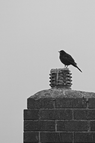 Blackbird, Terdus merula, on a Chimney Top Picture Board by Rob Cole
