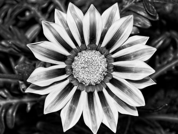 Black and White Treasure Flower, Gazania Rigens Picture Board by Rob Cole