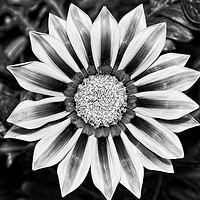 Buy canvas prints of Black and White Treasure Flower, Gazania Rigens by Rob Cole