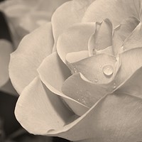 Buy canvas prints of Raindrops on Rose Petals by Rob Cole