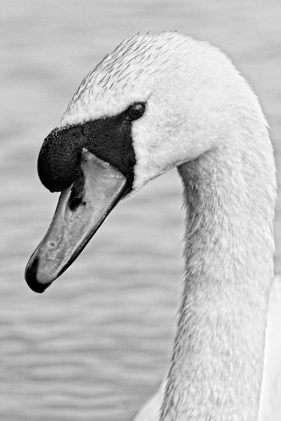 Mute Swan, Cygnus olor, Portrait Picture Board by Rob Cole