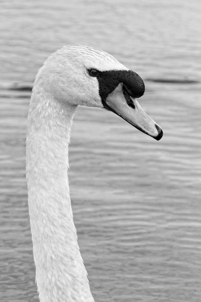Majestic Mute Swan Portrait Picture Board by Rob Cole