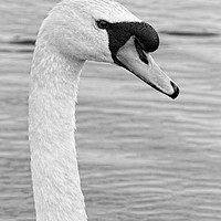 Buy canvas prints of Majestic Mute Swan Portrait by Rob Cole