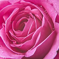 Buy canvas prints of Raindrops on Pink Rose Petals by Rob Cole