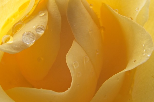 Raindrops on Yellow Rose Petals Picture Board by Rob Cole