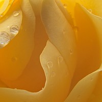 Buy canvas prints of Raindrops on Yellow Rose Petals by Rob Cole