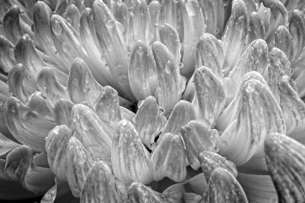 Raindrops on China Aster Flower Petals Picture Board by Rob Cole