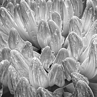 Buy canvas prints of Raindrops on China Aster Flower Petals by Rob Cole