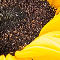 Buy canvas prints of Yellow Sunflower Head by Rob Cole
