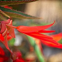 Buy canvas prints of Bright Red Begonia Flower by Rob Cole