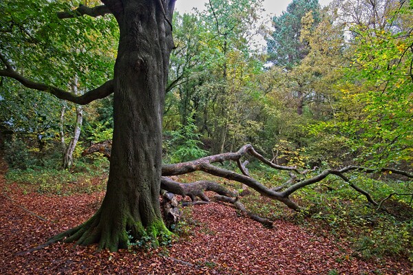 Autumn in Thornley Woods Picture Board by Rob Cole
