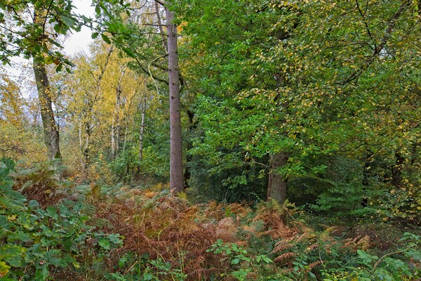 Autumn in Thornley Woods Picture Board by Rob Cole