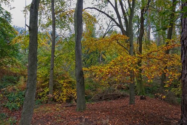 Autumn in Thornley Woods Picture Board by Rob Cole