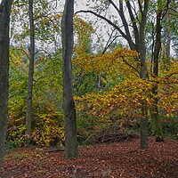 Buy canvas prints of Autumn in Thornley Woods by Rob Cole