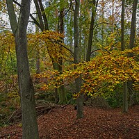 Buy canvas prints of Autumn in Thornley Woods by Rob Cole