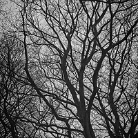 Buy canvas prints of Naked Tree by Rob Cole