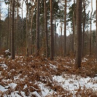 Buy canvas prints of Majestic Winter Woods by Rob Cole