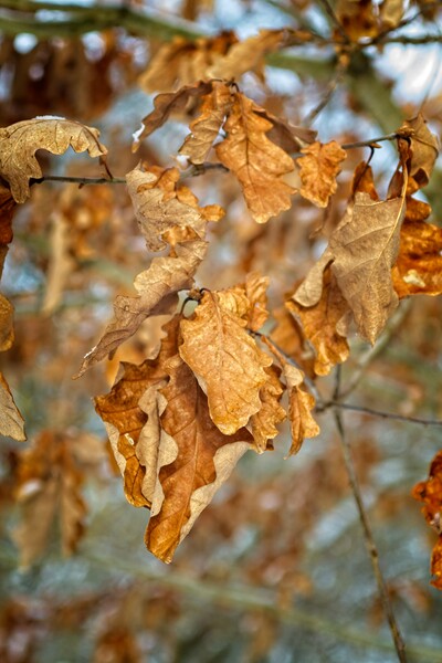 Golden Brown Birch Tree Leaves Picture Board by Rob Cole