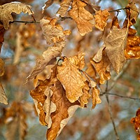 Buy canvas prints of Golden Brown Birch Tree Leaves by Rob Cole