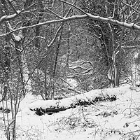 Buy canvas prints of Winter Woodland, Thornley Woods by Rob Cole