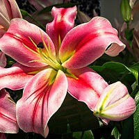 Buy canvas prints of Lily Flower in Bloom by Rob Cole