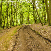 Buy canvas prints of Track through the beech forest. by Richard Jemmett