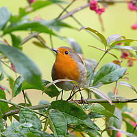 Buy canvas prints of Robin by Philip Cooper